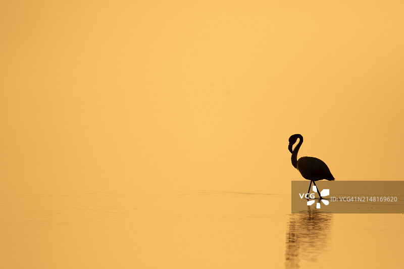 日落时分，湖中大红鹳的剪影图片素材