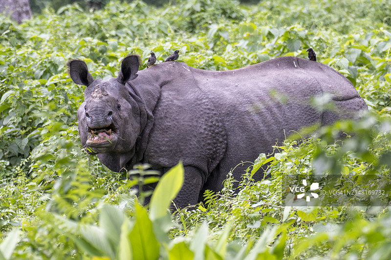 黑白犀牛站在印度Jaldhapara田野上的侧视图图片素材