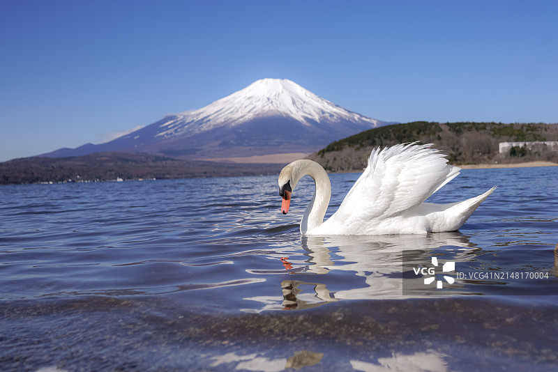 山中湖的白天鹅图片素材