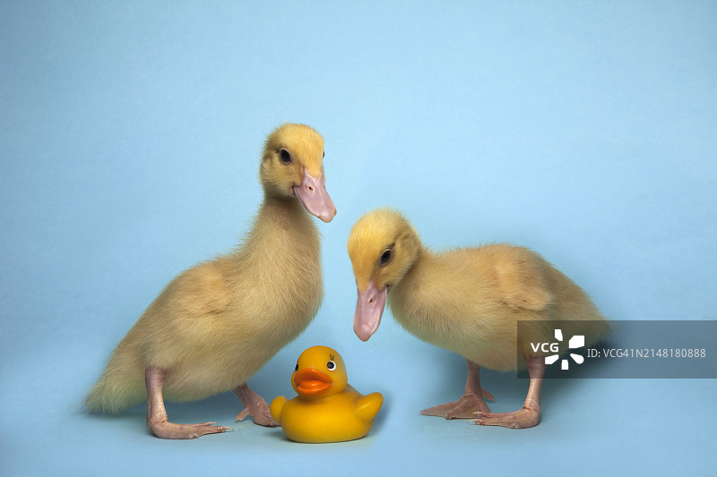 带橡胶鸭的小鸭图片素材