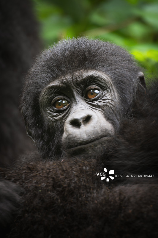 自然环境中的小山地大猩猩图片素材