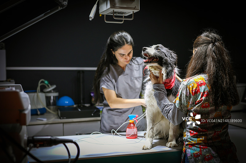 动物医院，女兽医，犬类疾病，X光检查与动物关爱，商业生活与女性生活方式图片素材
