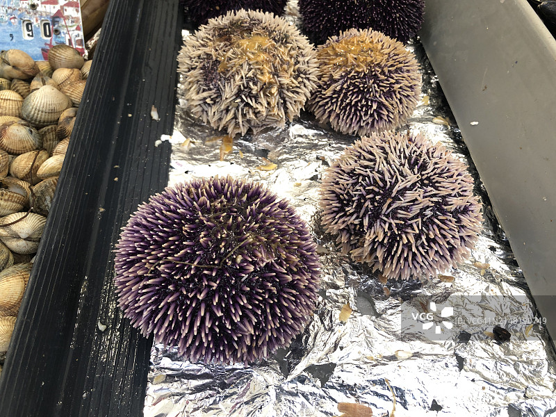 海鲜市场里的海胆图片素材