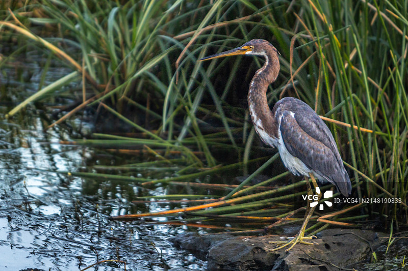 三色鹭图片素材
