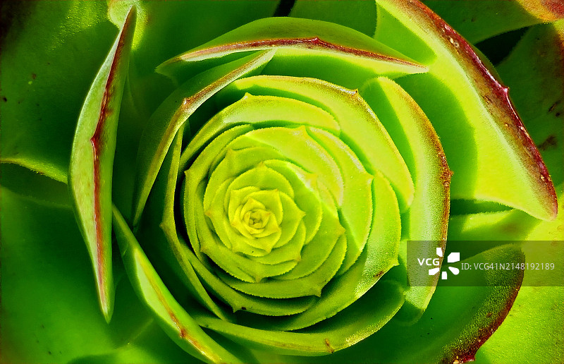 莲花掌图片素材