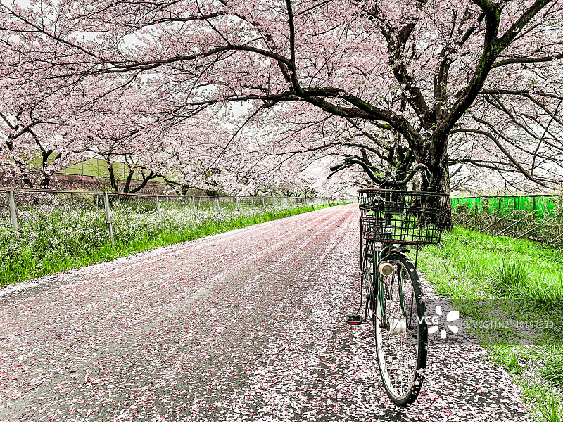自行车停靠在樱花树旁图片素材