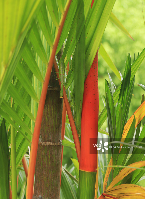 口红棕榈，红封蜡棕榈（Cyrtostachys renda）图片素材
