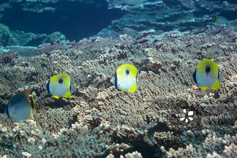 日本伊豆群岛，索科多海滩的美丽泪滴蝶、线纹蝶等鱼群图片素材