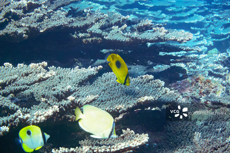 日本东京伊豆群岛 Sokodo 海滩的泪珠蝴蝶鱼和镜蝴蝶鱼鱼群图片素材