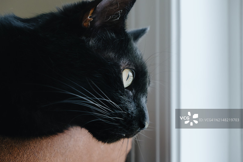 在宠物床上放松，望向窗外的黑猫图片素材