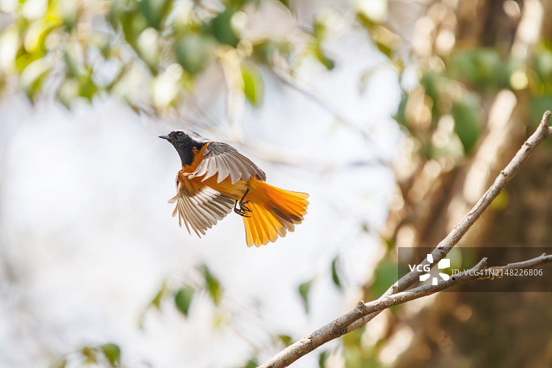 飞行中的可爱北红尾鸲（鹟科）图片素材