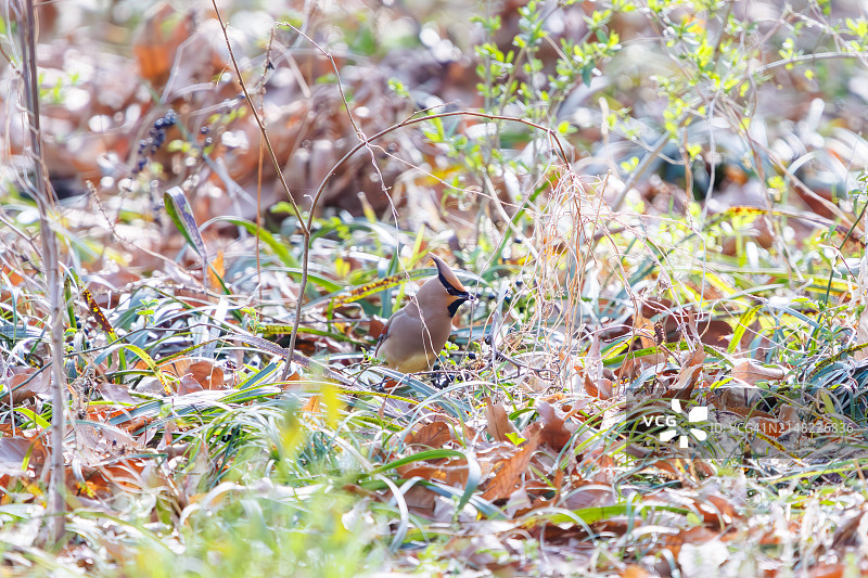 太平鸟在埼玉县荒川公园捕食浆果图片素材