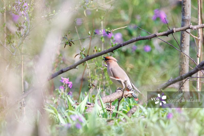 太平鸟在埼玉县荒川公园捕食浆果图片素材