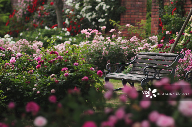 玫瑰花丛中的老长椅图片素材