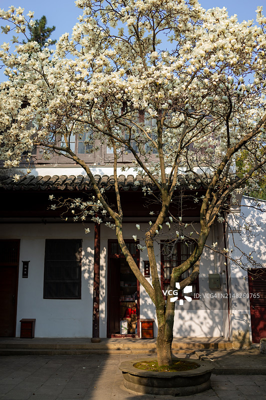幸福寺院内盛开的白玉兰图片素材