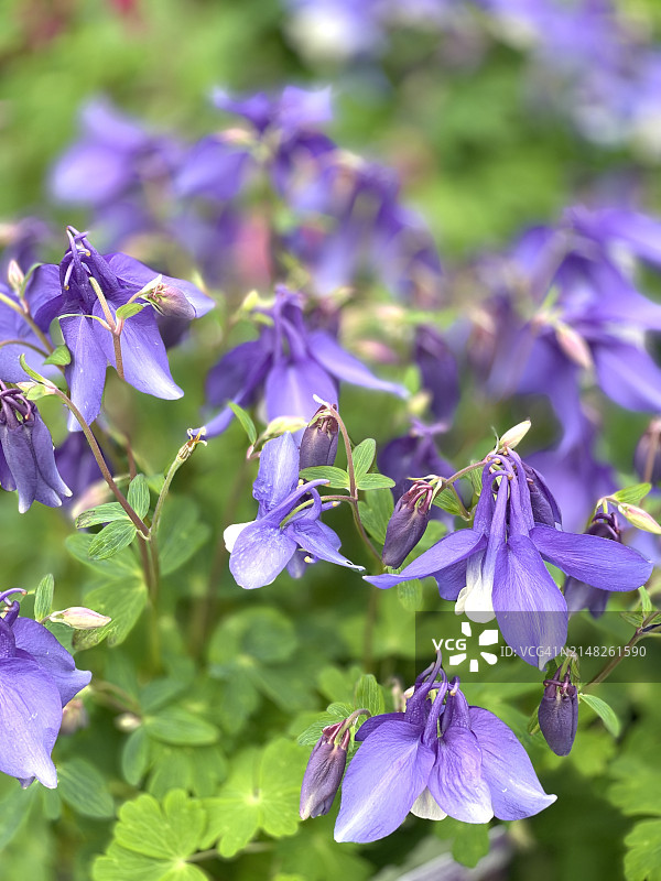盛开的紫色耧斗菜（Aquilegia vulgaris）植物特写图片素材