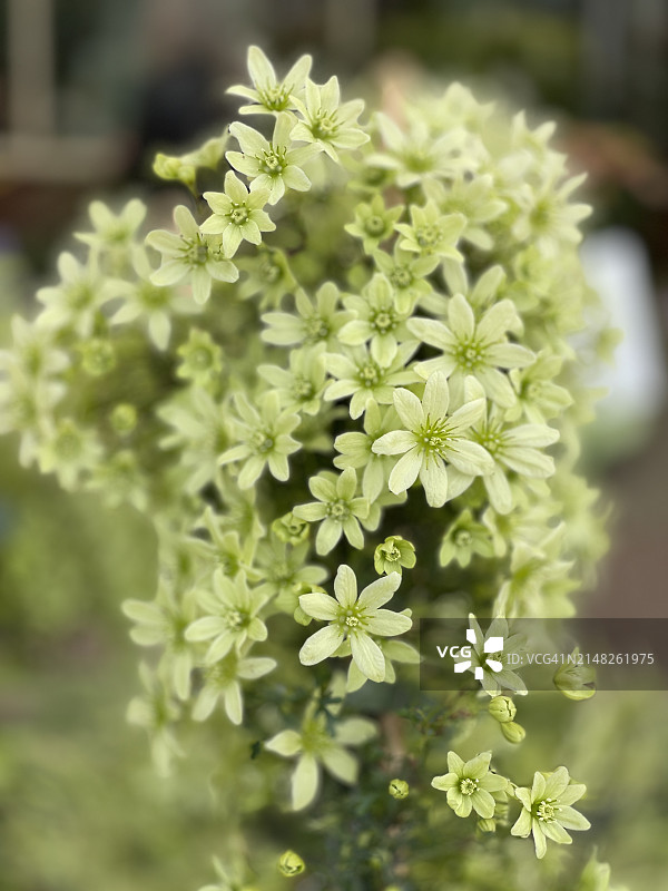 盛开的白色老人须植物（Clematic Cartmanii）特写图片素材
