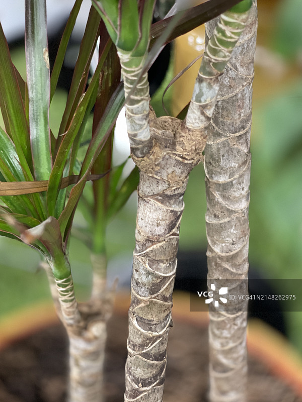 龙血树（狭叶龙血树）的茎，特写镜头图片素材