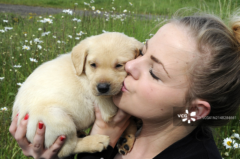 田野里的拉布拉多幼犬图片素材