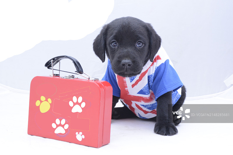 摄影棚内6周大的拉布拉多幼犬图片素材