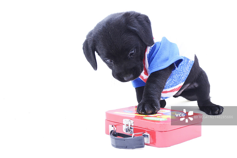 摄影棚内6周大的拉布拉多幼犬图片素材