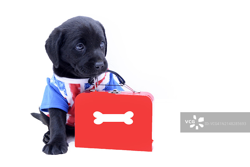 摄影棚内6周大的拉布拉多幼犬图片素材