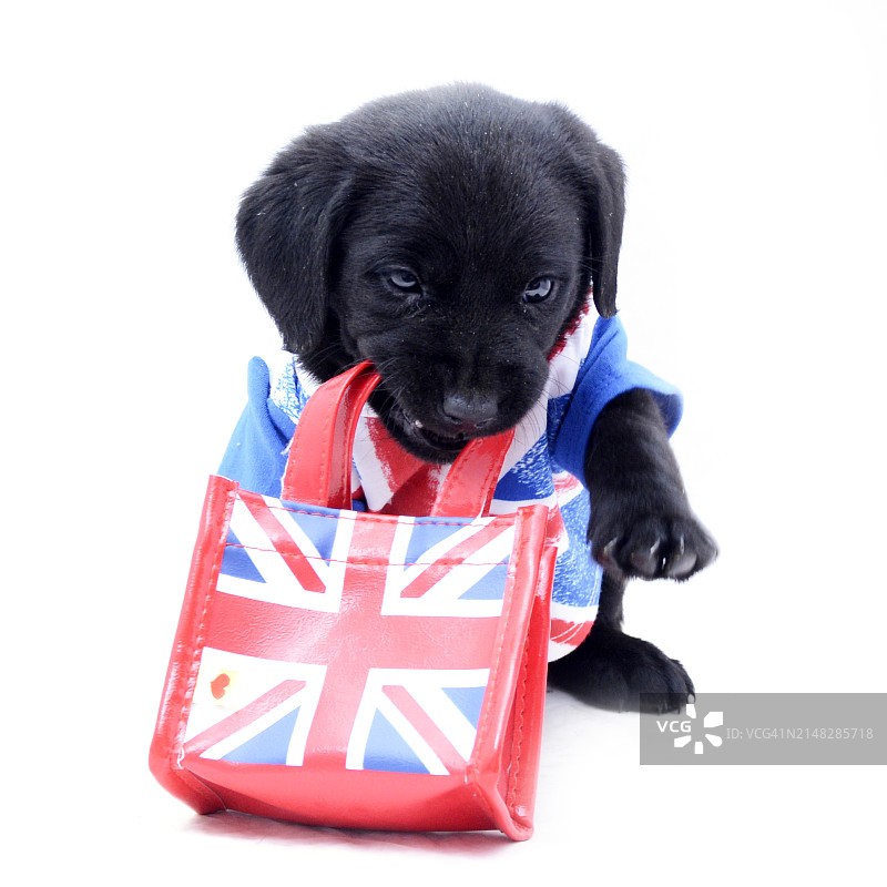 摄影棚内6周大的拉布拉多幼犬图片素材