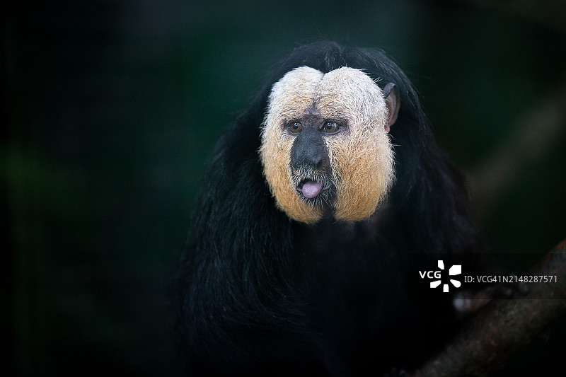 白面僧面猴特写图片素材