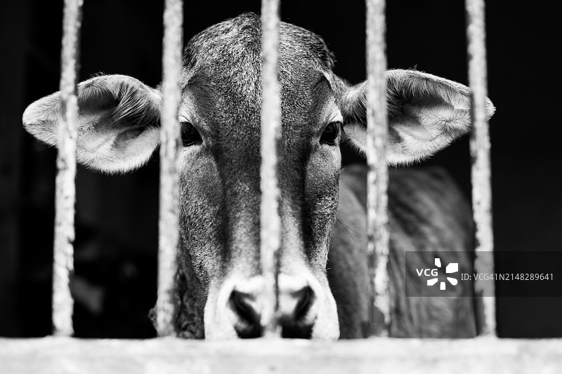 笼子里的奶牛图片素材