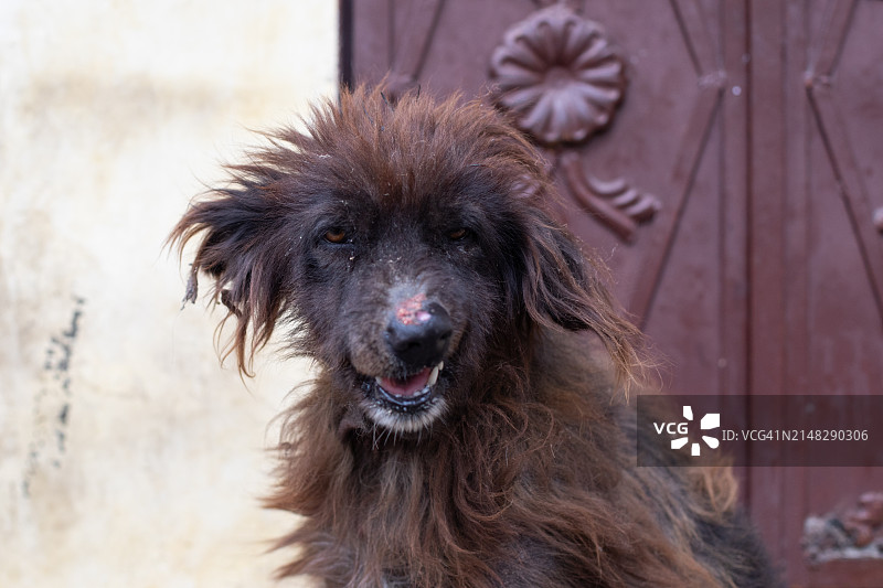 印度的流浪狗图片素材