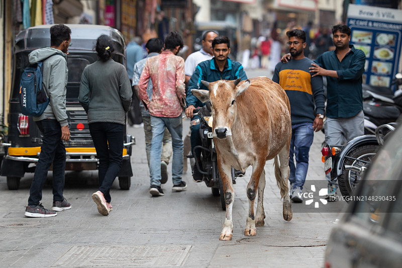 乌代布尔街拍摄影图片素材