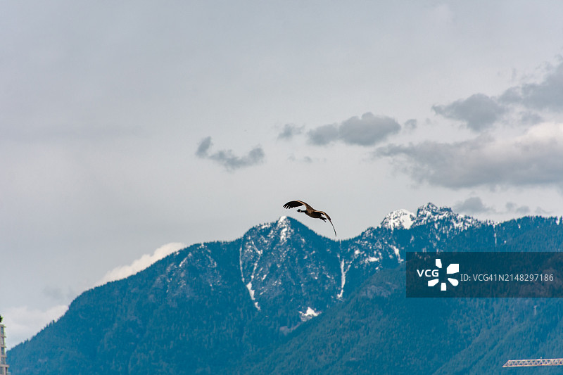 在温哥华飞翔的鹅图片素材