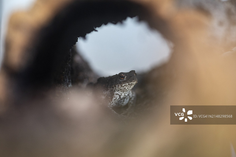 在玻璃容器中空心木头里休息的普通蟾蜍图片素材