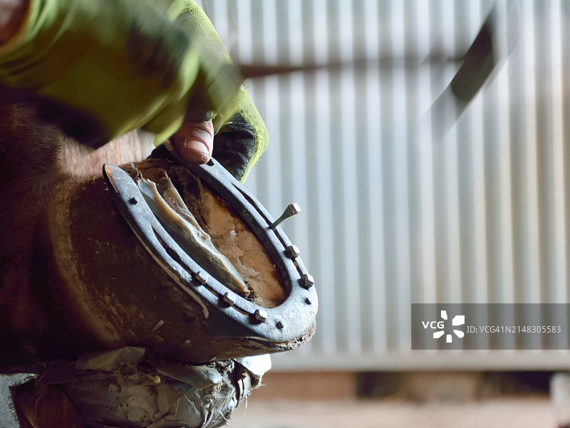 给马钉掌图片素材