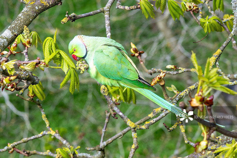 鹦鹉，伦敦，英国图片素材