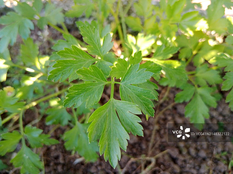 欧芹植物图片素材