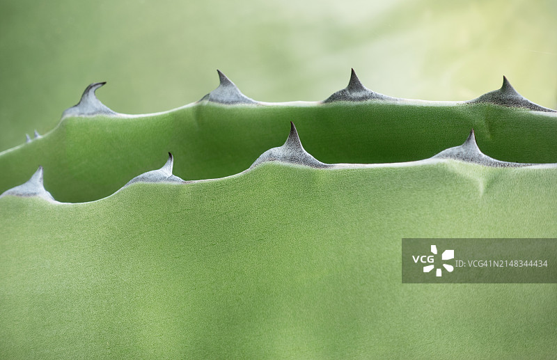 两排仙人掌刺的特写图片素材