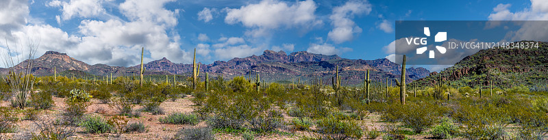 风琴柱仙人掌国家纪念碑图片素材