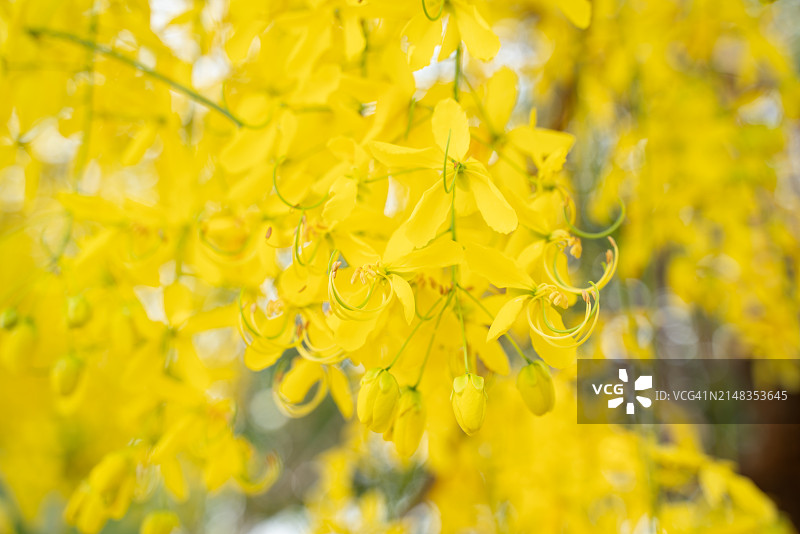 泰国金合欢金色花朵，腊肠树花图片素材