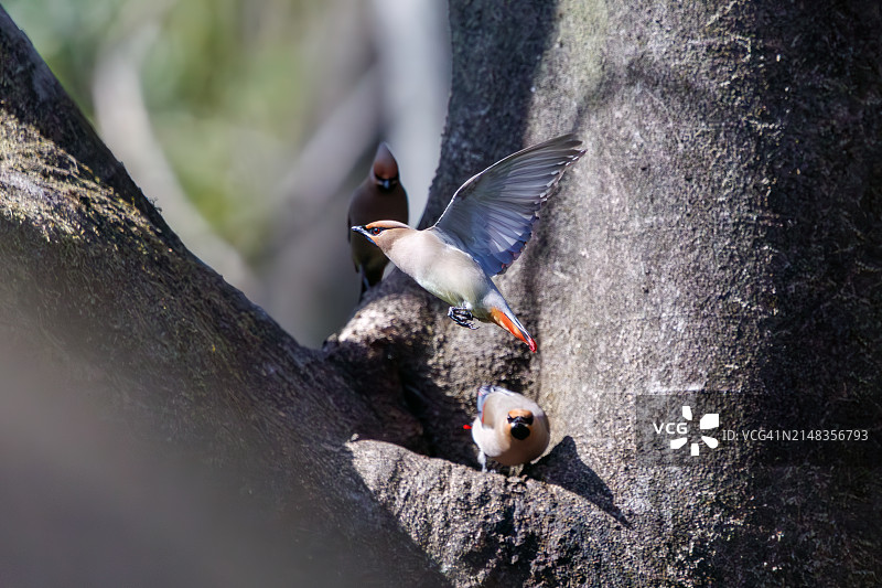 一群美丽的日本蜡嘴雀和波希米亚蜡嘴雀聚集在树洞里饮水图片素材