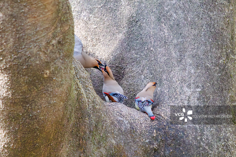 一群美丽的日本蜡嘴雀和波希米亚蜡嘴雀聚集在树洞里饮水图片素材