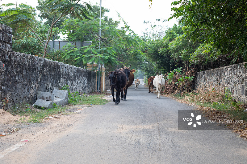 印度东部道路上的奶牛图片素材