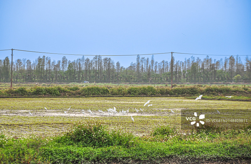 中国广东江门田野中觅食的白鹭图片素材