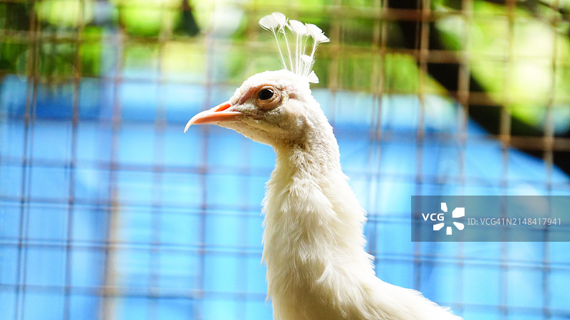 动物园笼子里的白化孔雀图片素材