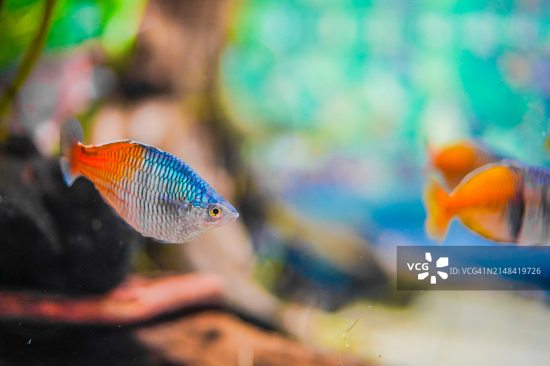 水族箱中游动的暹罗斗鱼特写图片素材