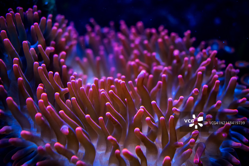 珊瑚在海中的特写图片素材