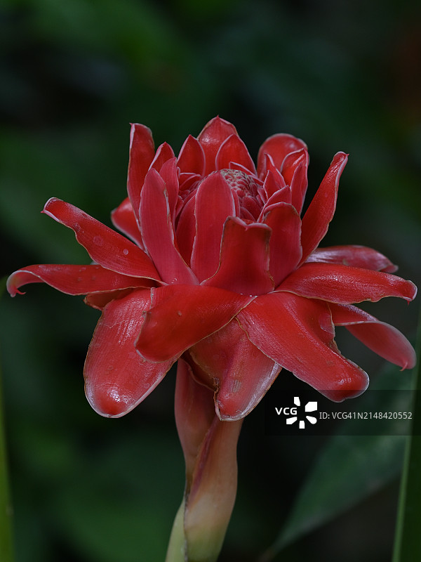 红玫瑰花的特写图片素材