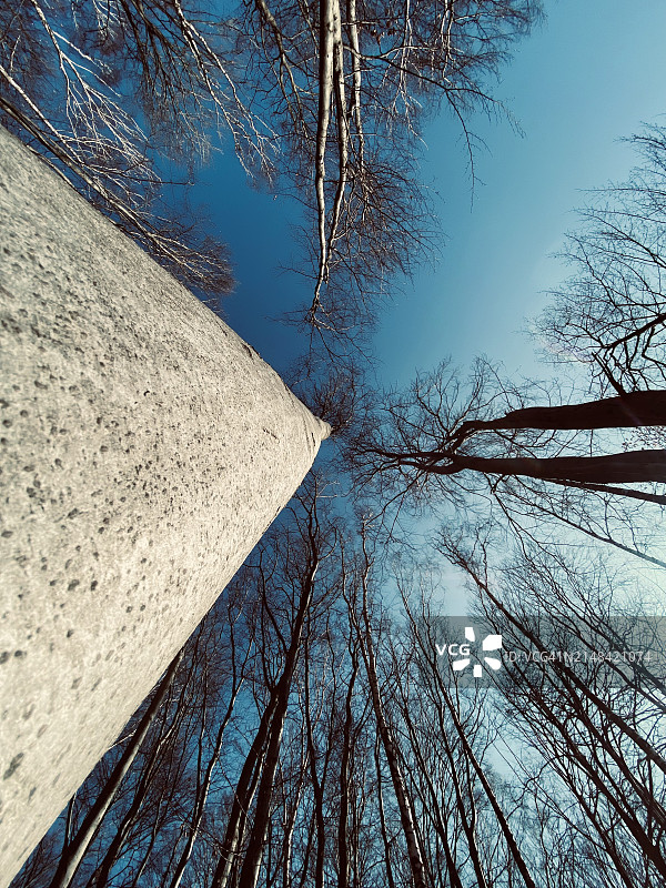 乌克兰利沃夫州裸树仰视图片素材