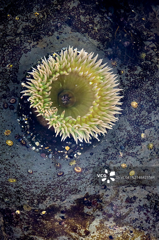 多肉植物高角度视图图片素材