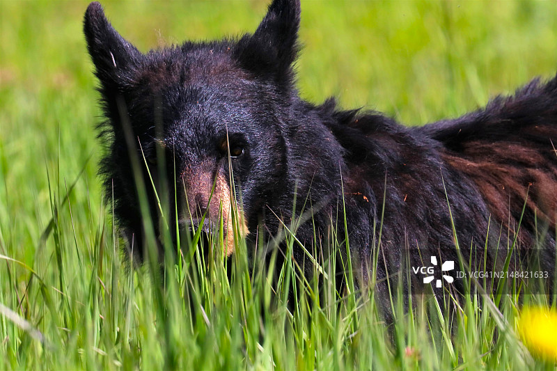 田野上的黑狗特写，美国黄石国家公园，怀俄明州图片素材